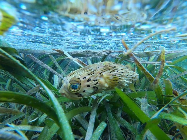 Long Spine Porcupine Long Spine Porcupine Fish seen hunting in Bunaken.