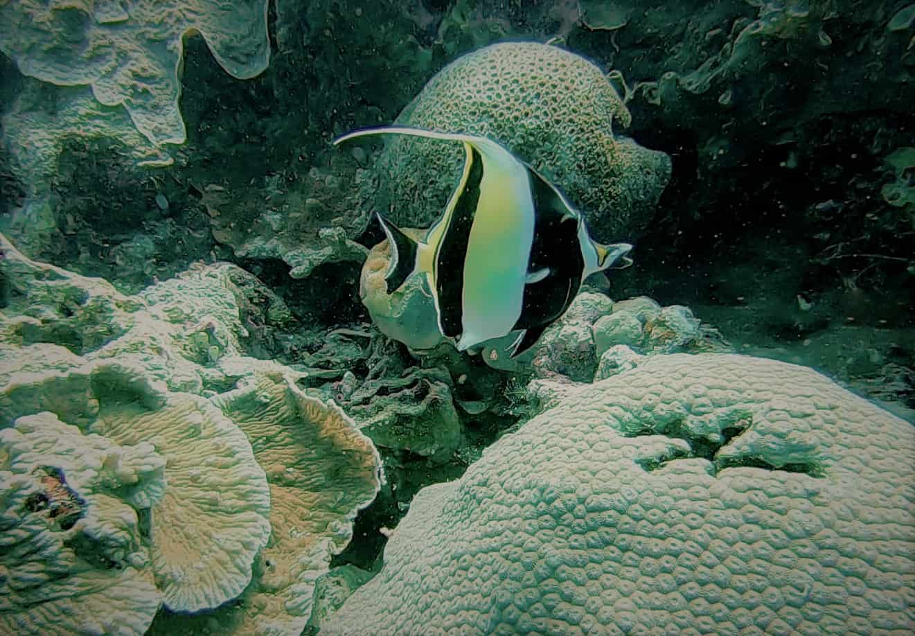 Moorish Idol Long Fin Banner Fish or Moorish Idol? Fish I.D. Bunaken