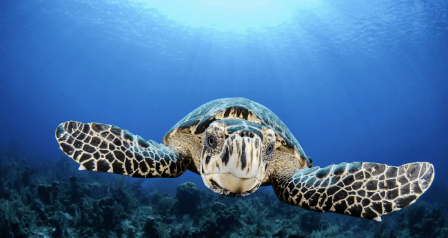 Screen Shot 2019-04-23 at 20.49.20 Underwater photography tips