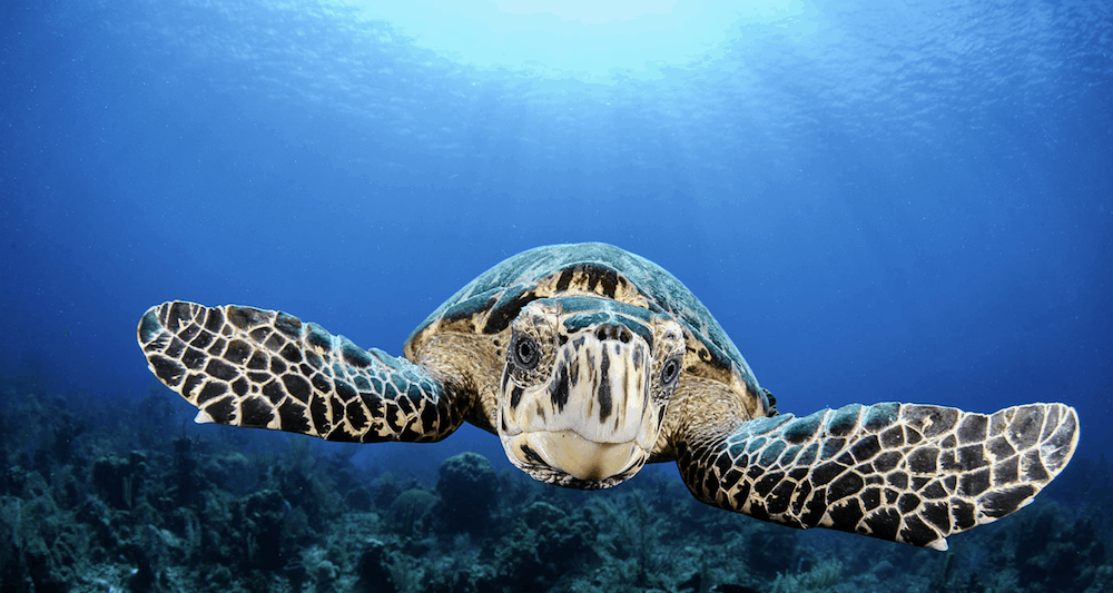 Screen Shot 2019-04-23 at 20.49.20 Underwater photography tips