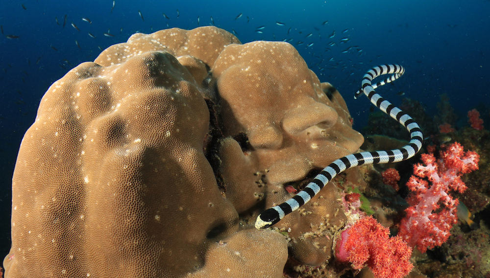 Banded Sea Snake Banded seasnake bunaken