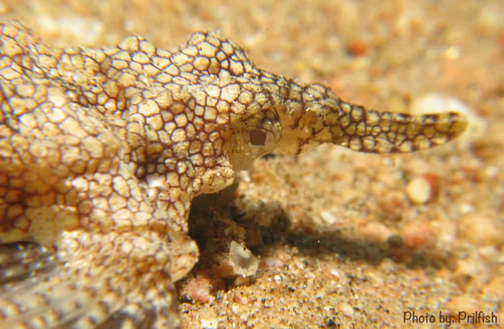 A couple of seamoths in Bali A couple of seamoths in Bali