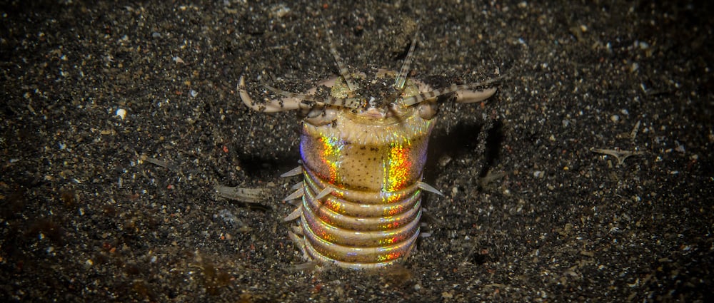 Bobbit worm night diving Bobbit worm Lembeh