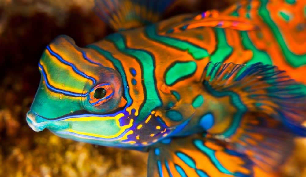 Cover-mandarin-fish-synchiropus-splendidus Mandarinfish Indonesia