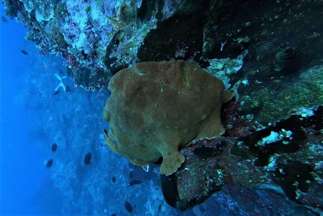 Giant Frogfish are hard to miss in Bunaken | Two Fish Giant Frogfish are hard to miss in Bunaken | Two Fish