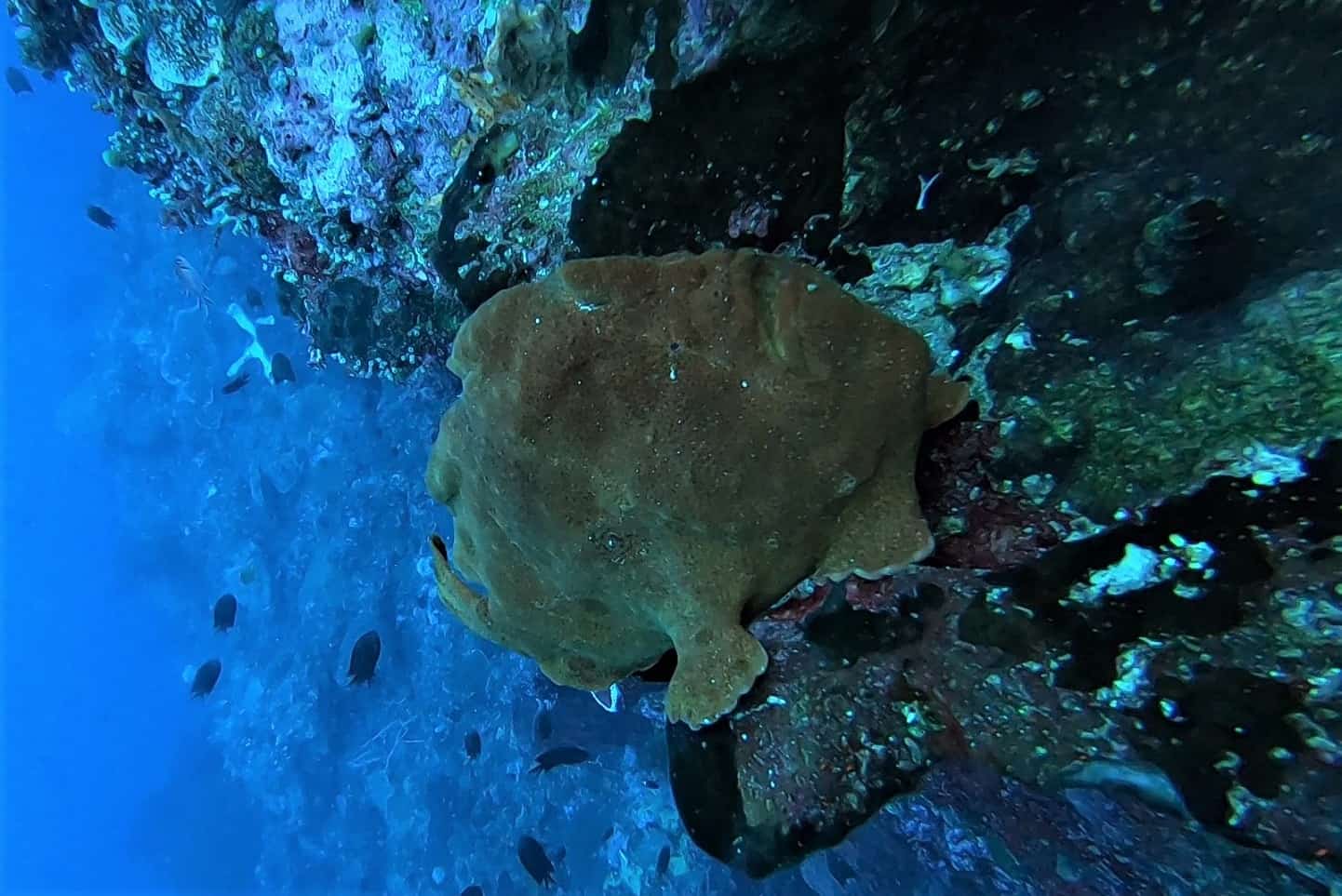 Giant Frogfish are hard to miss in Bunaken | Two Fish Giant Frogfish are hard to miss in Bunaken | Two Fish