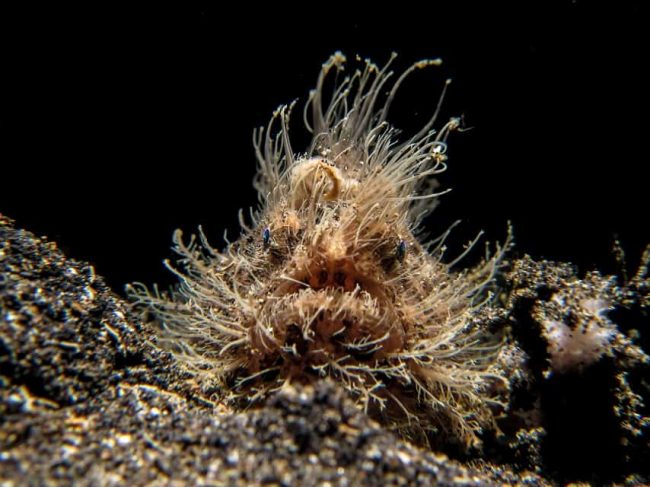 Responsible Underwater Photographer | Two Fish Responsible Underwater Photographer | Two Fish