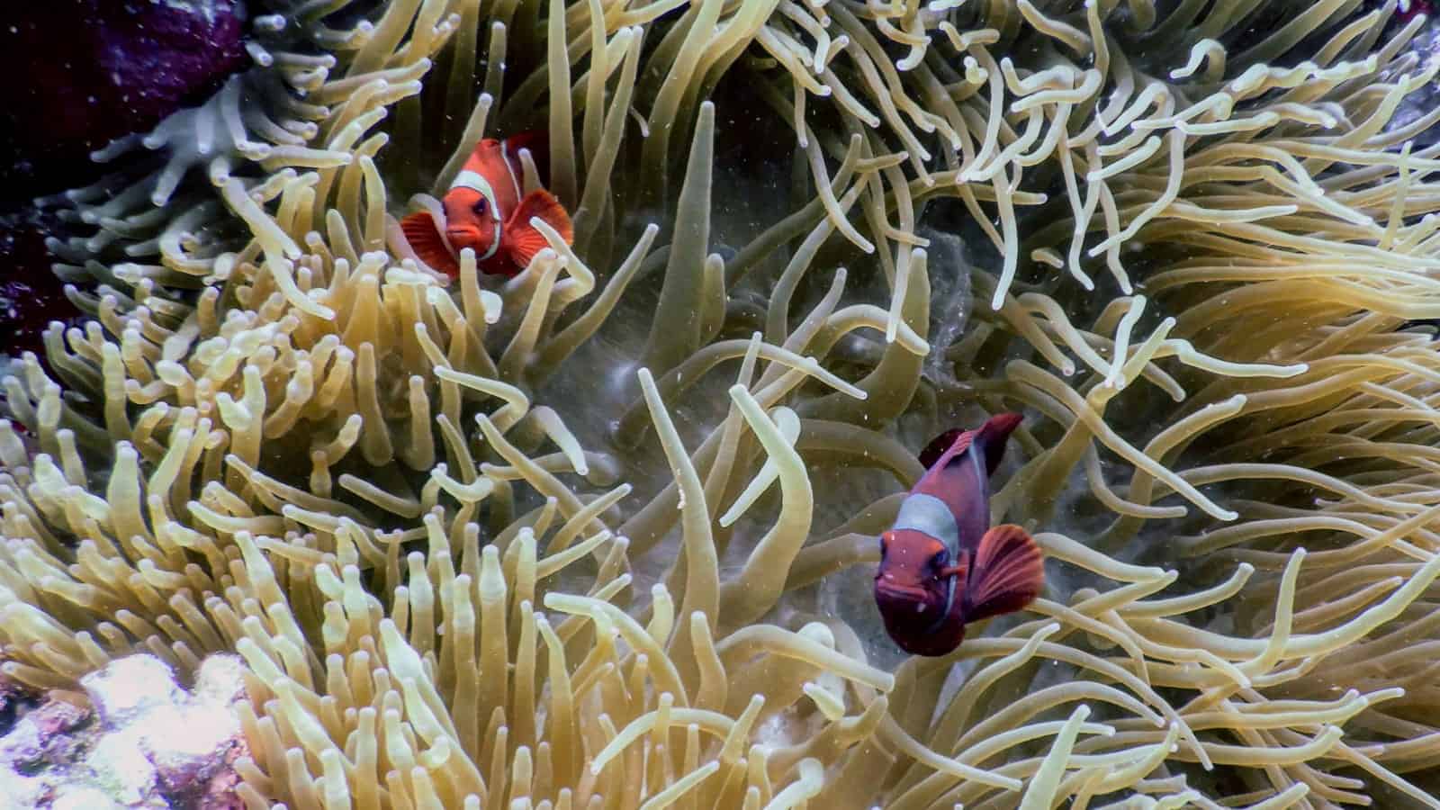 Clown Fish Bunaken | Two Fish Clown Fish Bunaken | Two Fish