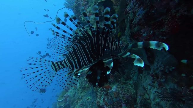 Lionfish in Bunaken National Park! | Two Fish Divers Lionfish in Bunaken National Park! | Two Fish Divers