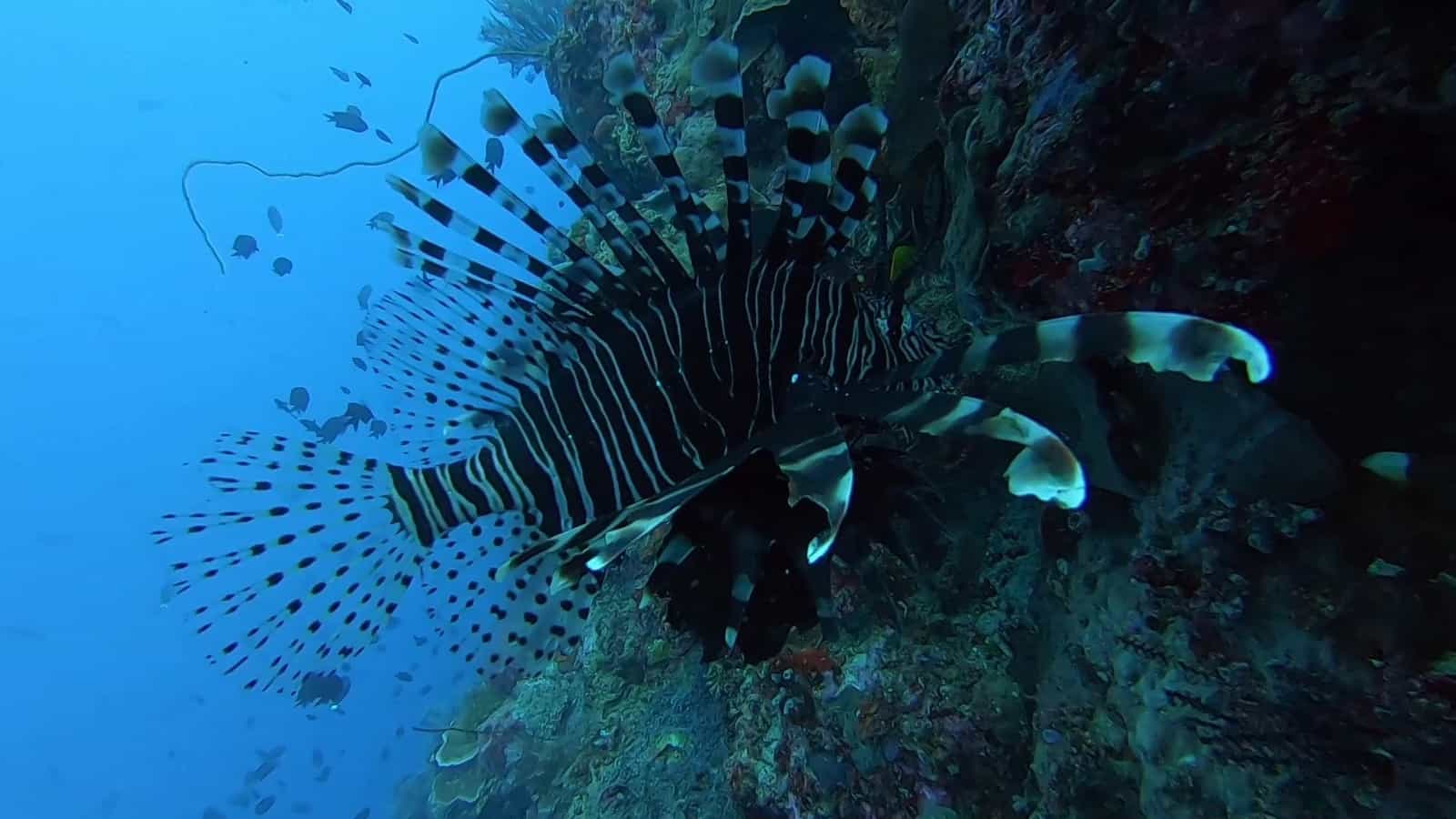 Lionfish in Bunaken National Park! | Two Fish Divers Lionfish in Bunaken National Park! | Two Fish Divers
