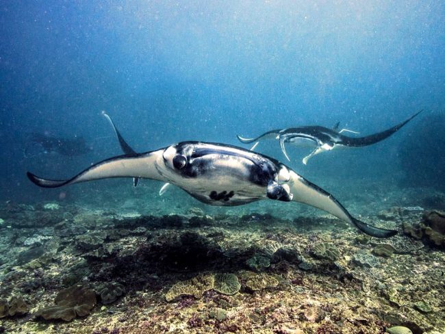 Manta Best divemaster course in Bali