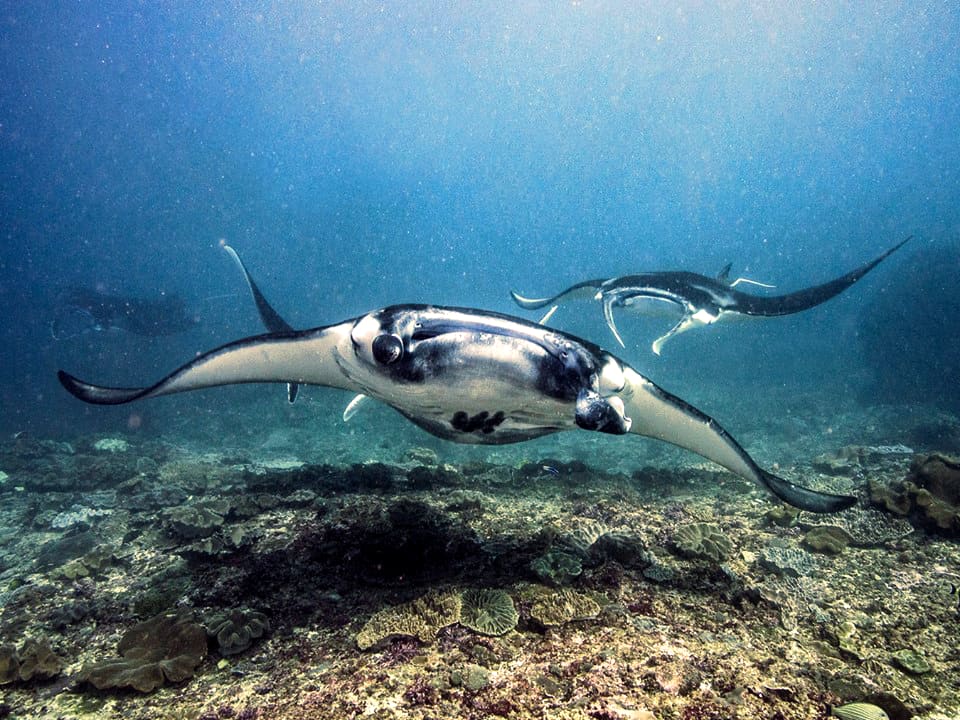 Manta Best divemaster course in Bali