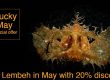 special discount in our new look lembeh operation