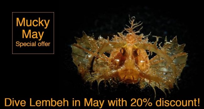 special discount in our new look lembeh operation