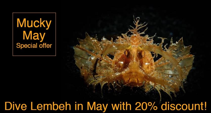 special discount in our new look lembeh operation