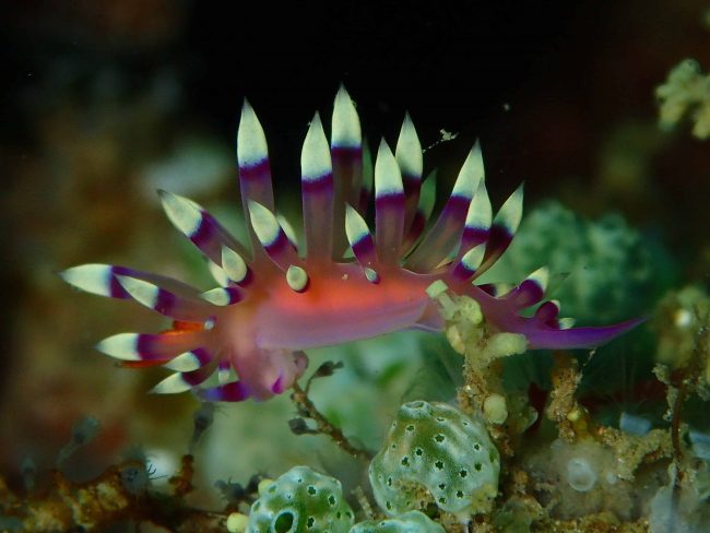 Colorful nudibranch in Lembeh Colorful nudibranch in Lembeh