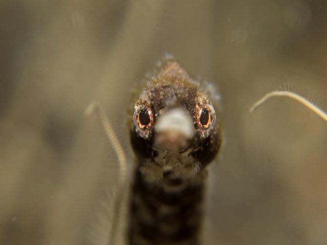Pipefish Pipefish of Lembeh