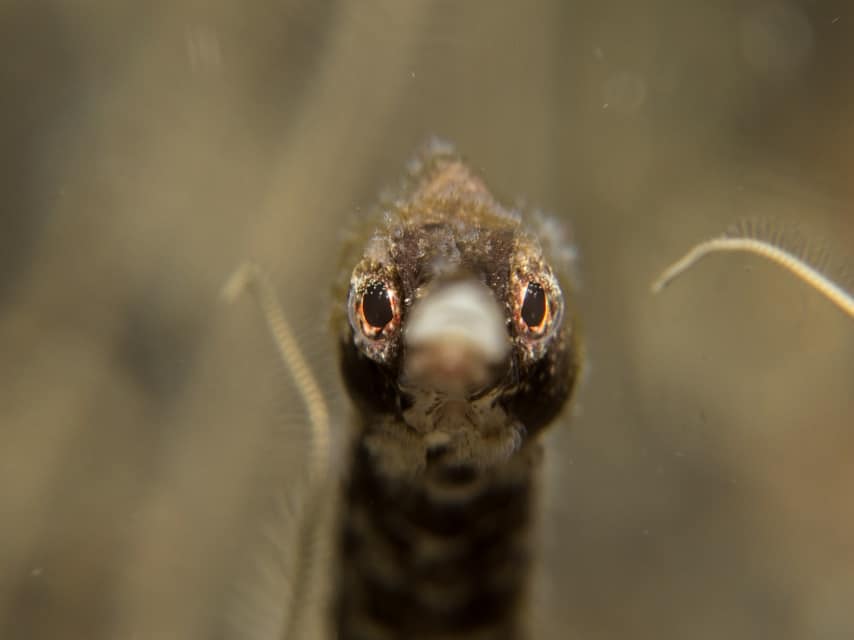 Pipefish Pipefish of Lembeh