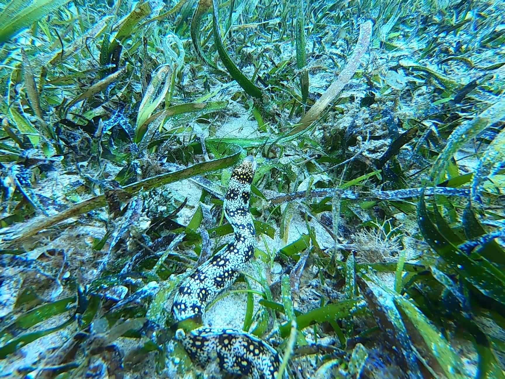 Snowflake Moray First Time Spotting Snowflake Moray Eels In Bunaken