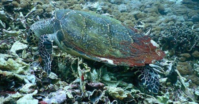 Hawksbill Turtle | Two Fish Divers Hawksbill Turtle | Two Fish Divers