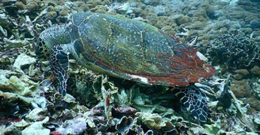 Hawksbill Turtle | Two Fish Divers Hawksbill Turtle | Two Fish Divers