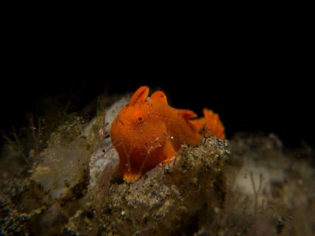 Frogfish of Lembeh The Painted Frogfish of Lembeh | Two Fish Divers