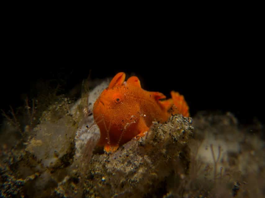 Frogfish of Lembeh The Painted Frogfish of Lembeh | Two Fish Divers