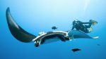 Manta of Nusa Penida