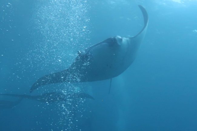 Manta Ray Manta Ray Flying Over Divers Bubbles | Two Fish