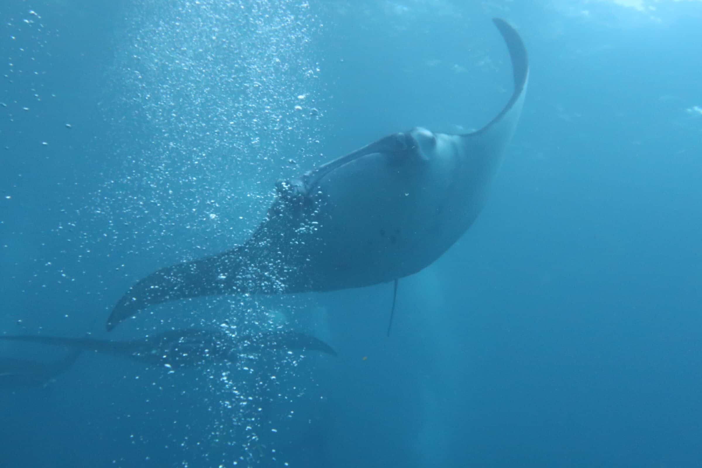 Manta Ray Manta Ray Flying Over Divers Bubbles | Two Fish