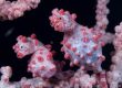 Pygmy seahorse lembeh