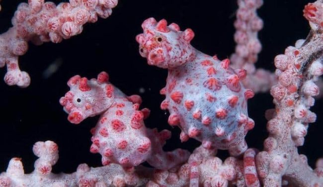 pygmy Pygmy seahorse lembeh