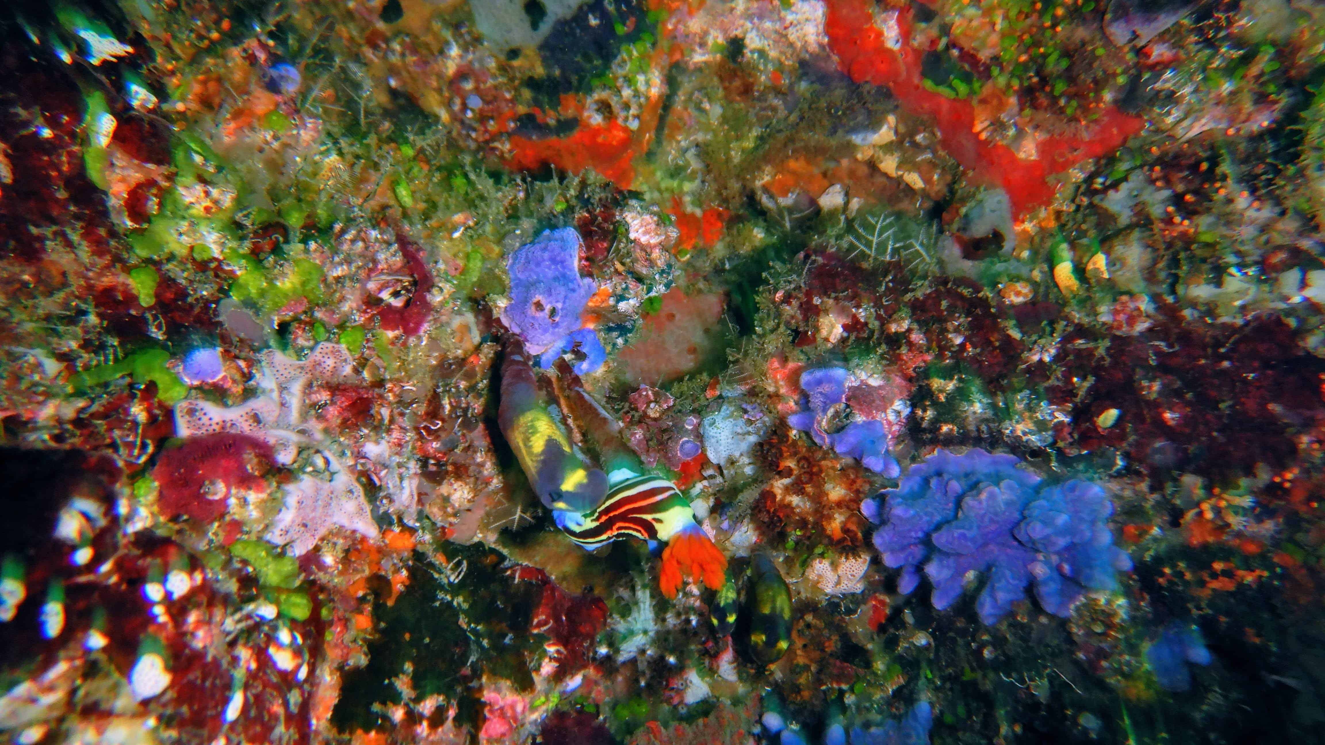 A nudibranch enjoying the colorful current at the “Cathedral”, Belongas Bay | Two Fish Divers A nudibranch enjoying the colorful current at the “Cathedral”, Belongas Bay | Two Fish Divers
