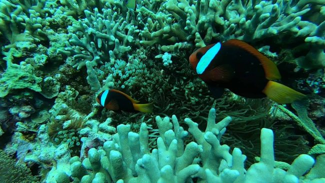 Bunaken Anemone Fish Like Clowning Around | Two Fish Divers Bunaken Anemone Fish Like Clowning Around | Two Fish Divers