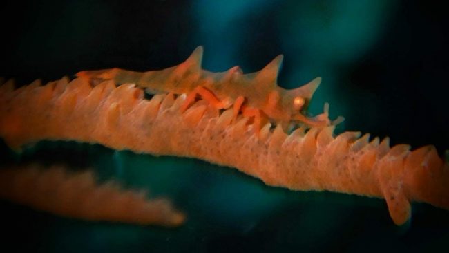 Whip Coral Shrimp in Bunaken | Dive in Bunaken | Two Fish Divers Bunaken Whip Coral Shrimp in Bunaken | Dive in Bunaken | Two Fish Divers Bunaken