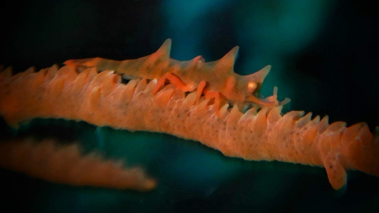 Whip Coral Shrimp in Bunaken | Dive in Bunaken | Two Fish Divers Bunaken Whip Coral Shrimp in Bunaken | Dive in Bunaken | Two Fish Divers Bunaken