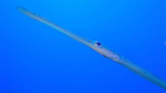 Smooth Flutemouth | Diving Sanur | Two Fish Divers Smooth Flutemouth | Diving Sanur | Two Fish Divers