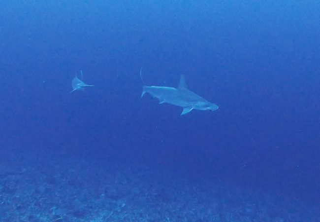Hammerhead sharks in lembongan