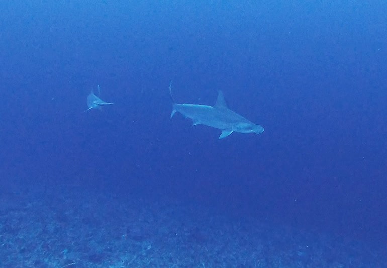Hammerhead sharks in lembongan