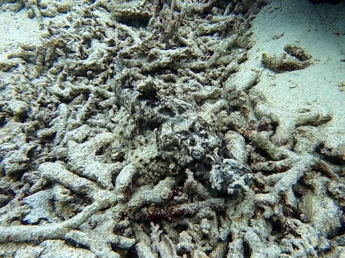 Crocodilefish | Two Fish Divers Crocodilefish | Two Fish Divers