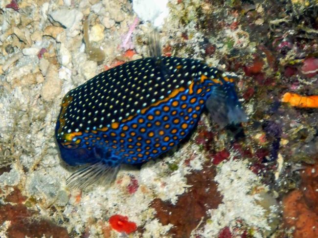 White-spotted Boxfish Bunaken Boasts Beautiful Boxfish