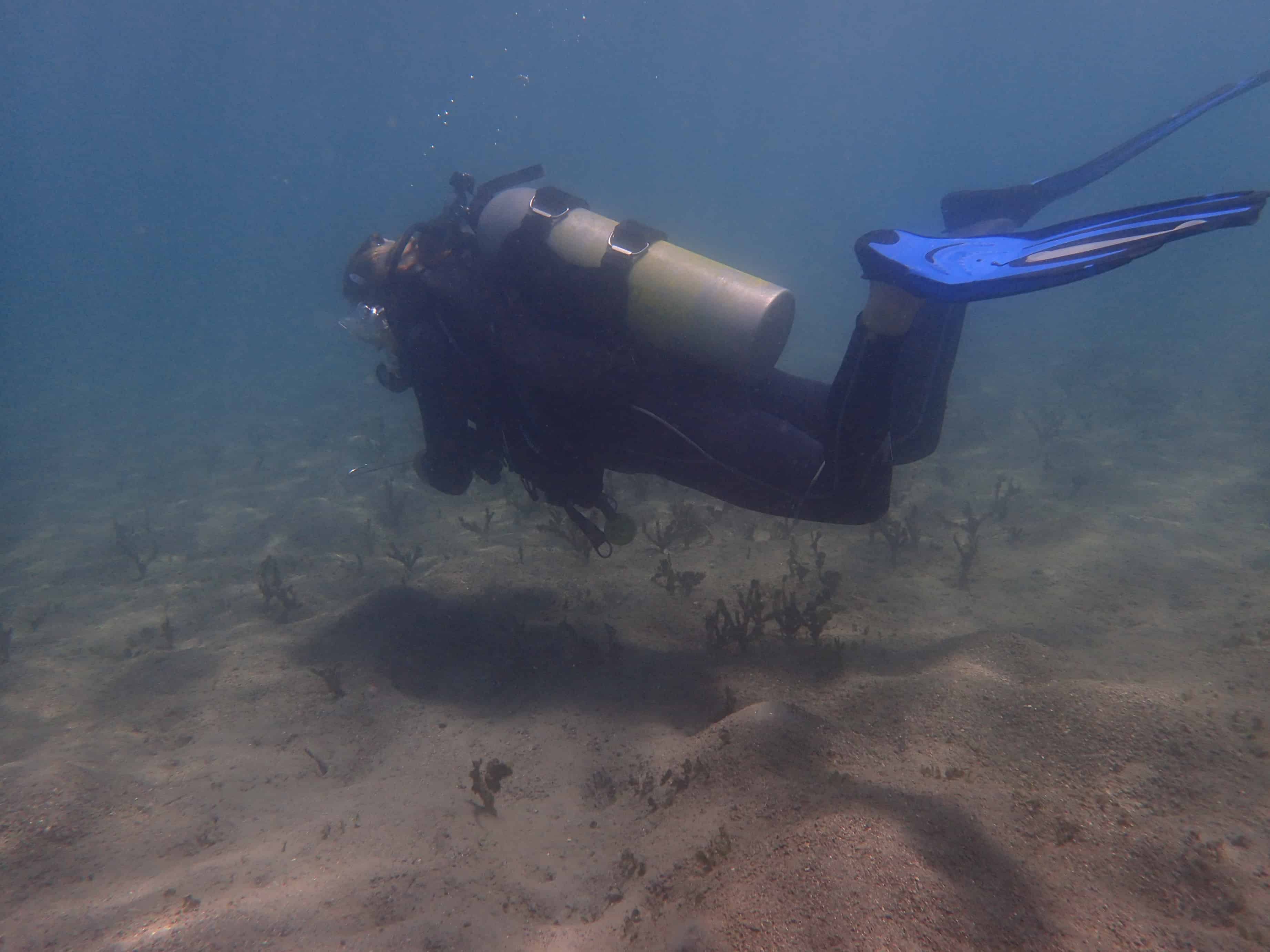 What is muck diving | Diving in Lembeh |Two Fish Divers What is muck diving | Diving in Lembeh |Two Fish Divers