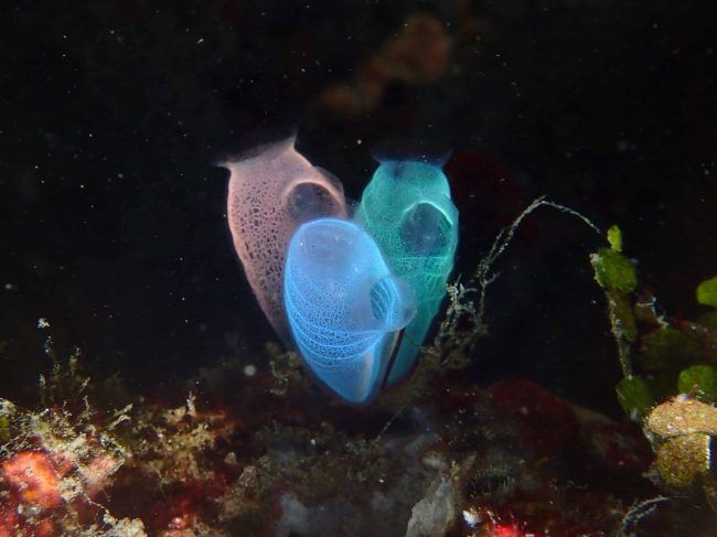 Ascidians are Beautiful | Two Fish Divers Ascidians are Beautiful | Two Fish Divers