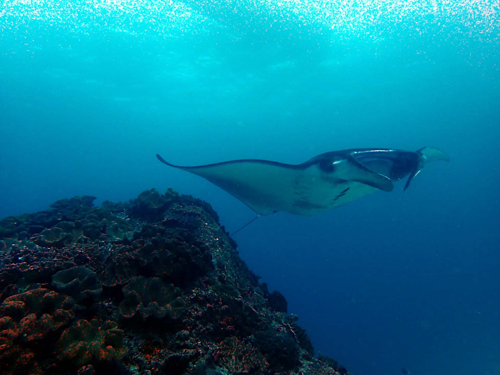 Manta Ray near cleaning station at Manta Point | Two Fish Divers Amed Manta Ray near cleaning station at Manta Point | Two Fish Divers Amed