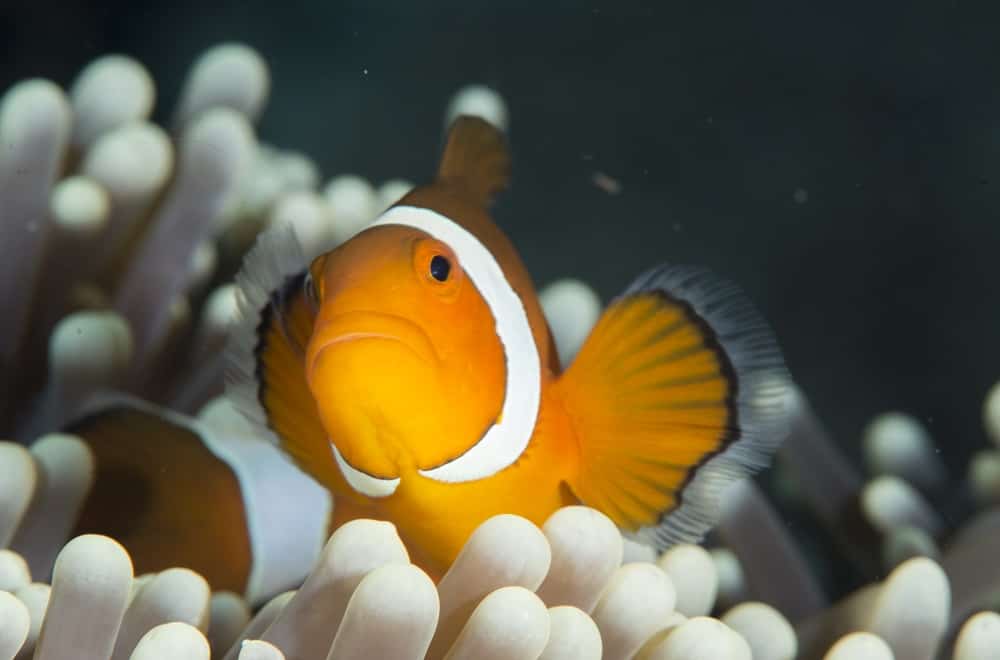 Nemo in Gili Air | Two Fish Divers Nemo in Gili Air | Two Fish Divers