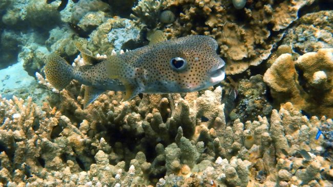 porcupine fish Porcupine Fish