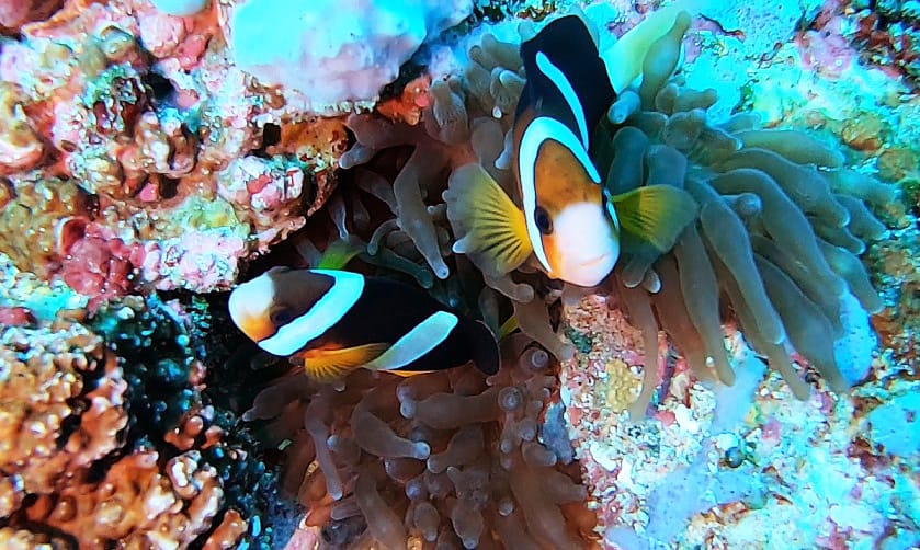 Clown Fish Bunaken Clown Fish Bunaken