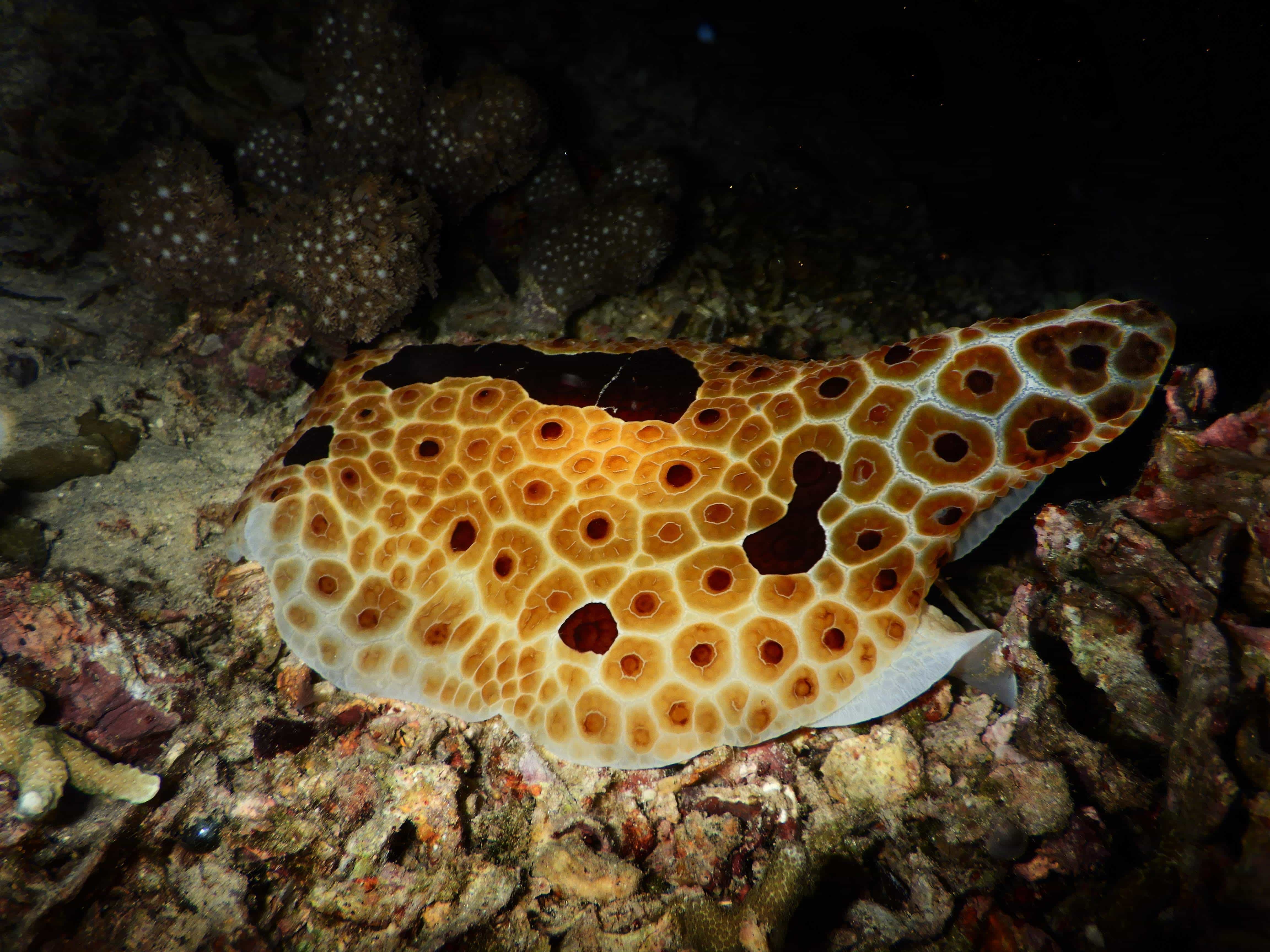We love nudibranchs in North Sulawesi | Two Fish Divers
