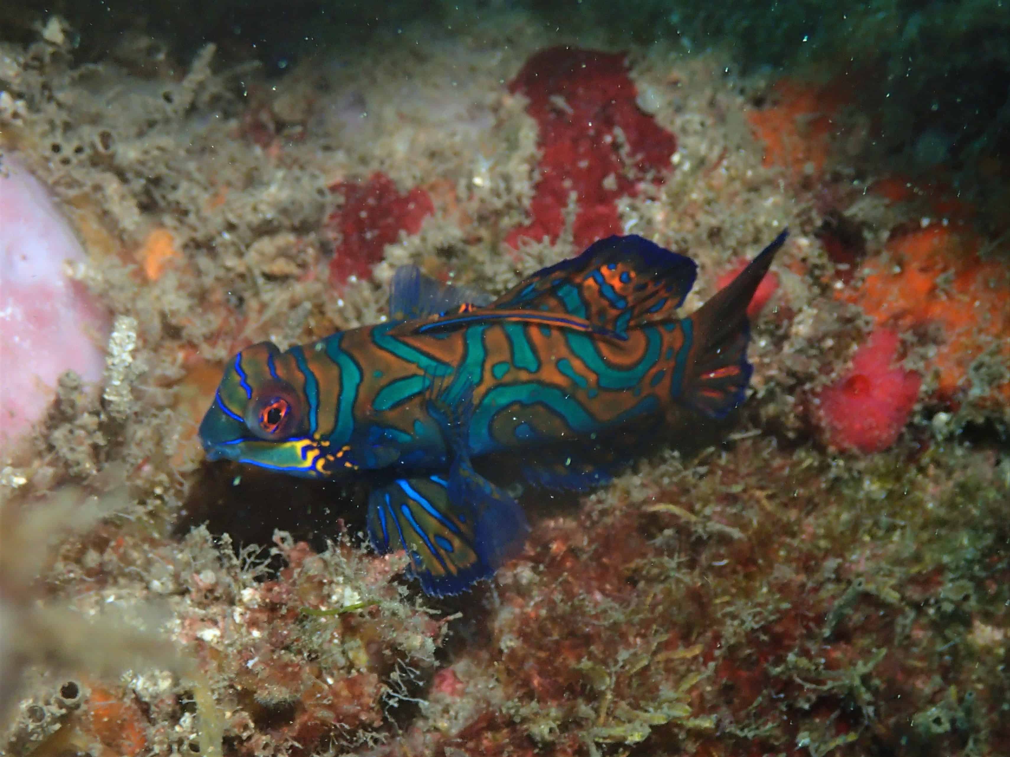 Goby a Crab and Trikora in Lembeh Indonesia | Two fish Divers Lembeh Goby a Crab and Trikora in Lembeh Indonesia | Two fish Divers Lembeh
