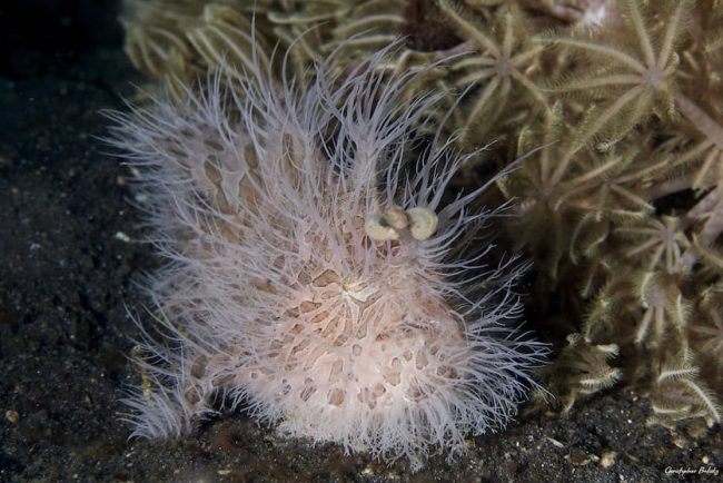 Hairy frogfish of Lembeh